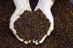 Handful of cocoa nibs ready to be made into chocolate.