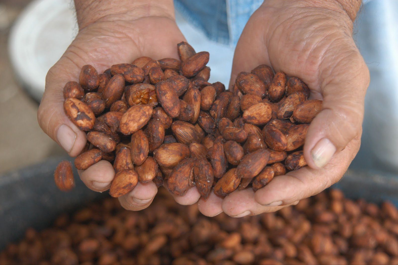Hands holding roasted cocoa beans over a pile of more beans.
