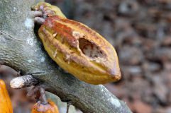 Cocoa pod after wildlife have removed the cocoa beans.