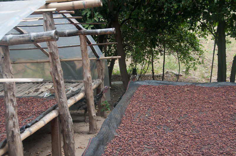 Cocoa beans drying on a mat under a bamboo structure with a turkey nearby.