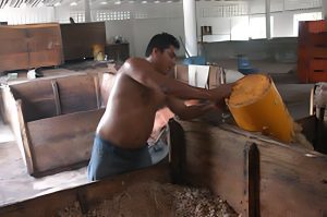A cocoa farmer moving fermenting cacao beans from one cocoa fermentation box to another