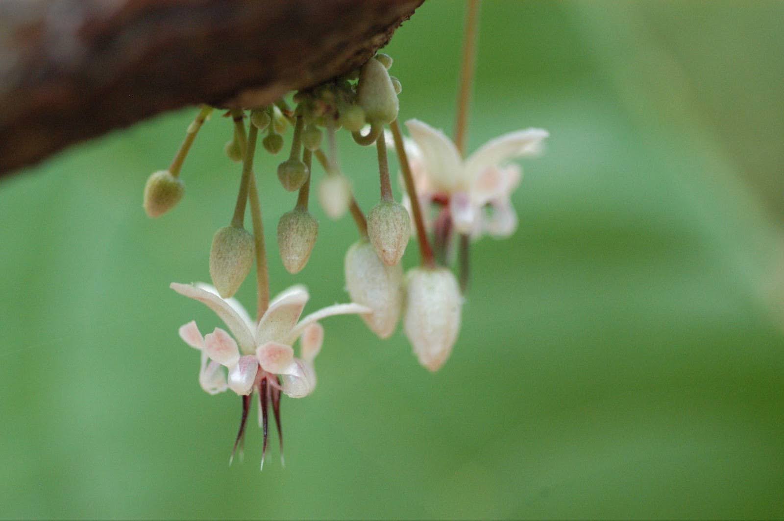 Close-up of vibrant flowers blooming on a tree branch showcasing delicate petals and lush green leaves
