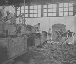 Historical black-and-white photo of workers fermenting cocoa beans in a large indoor facility with wooden fermentation boxes, large windows, and scattered beans on the floor.