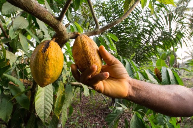 A hand reaching up to pick ripe yellow-orange cocoa pods from a tree in a lush plantation.