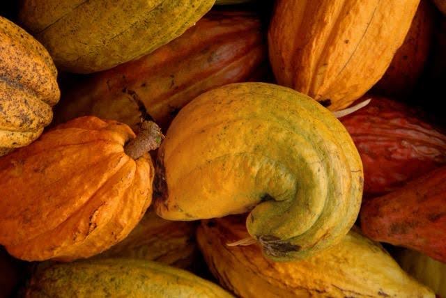 A close-up image of cocoa beans emphasizing their dark glossy shells and varied sizes in a clustered arrangement