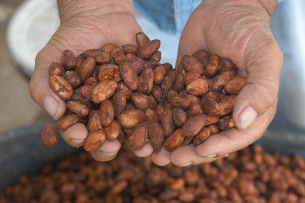 Hands holding a large pile of raw cacao beans showcasing their rough texture and earthy brown color