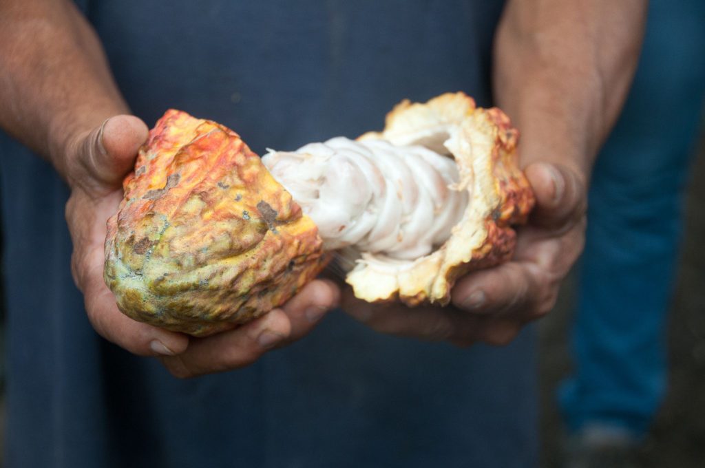 A close-up of a person holding an open cocoa pod, revealing the white pulp and seeds inside.