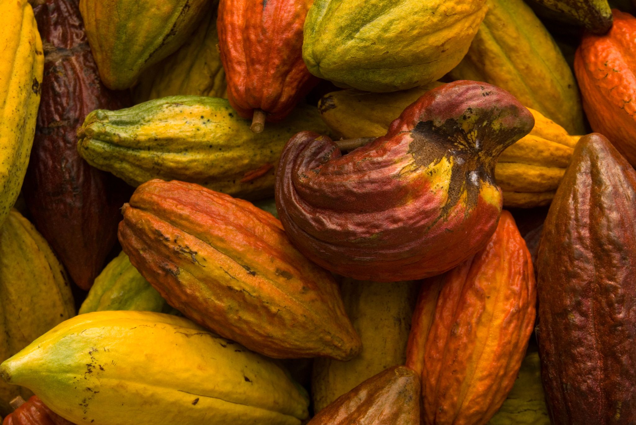 A top-down view of a colorful pile of harvested cocoa pods in various shades of yellow, green, and red.