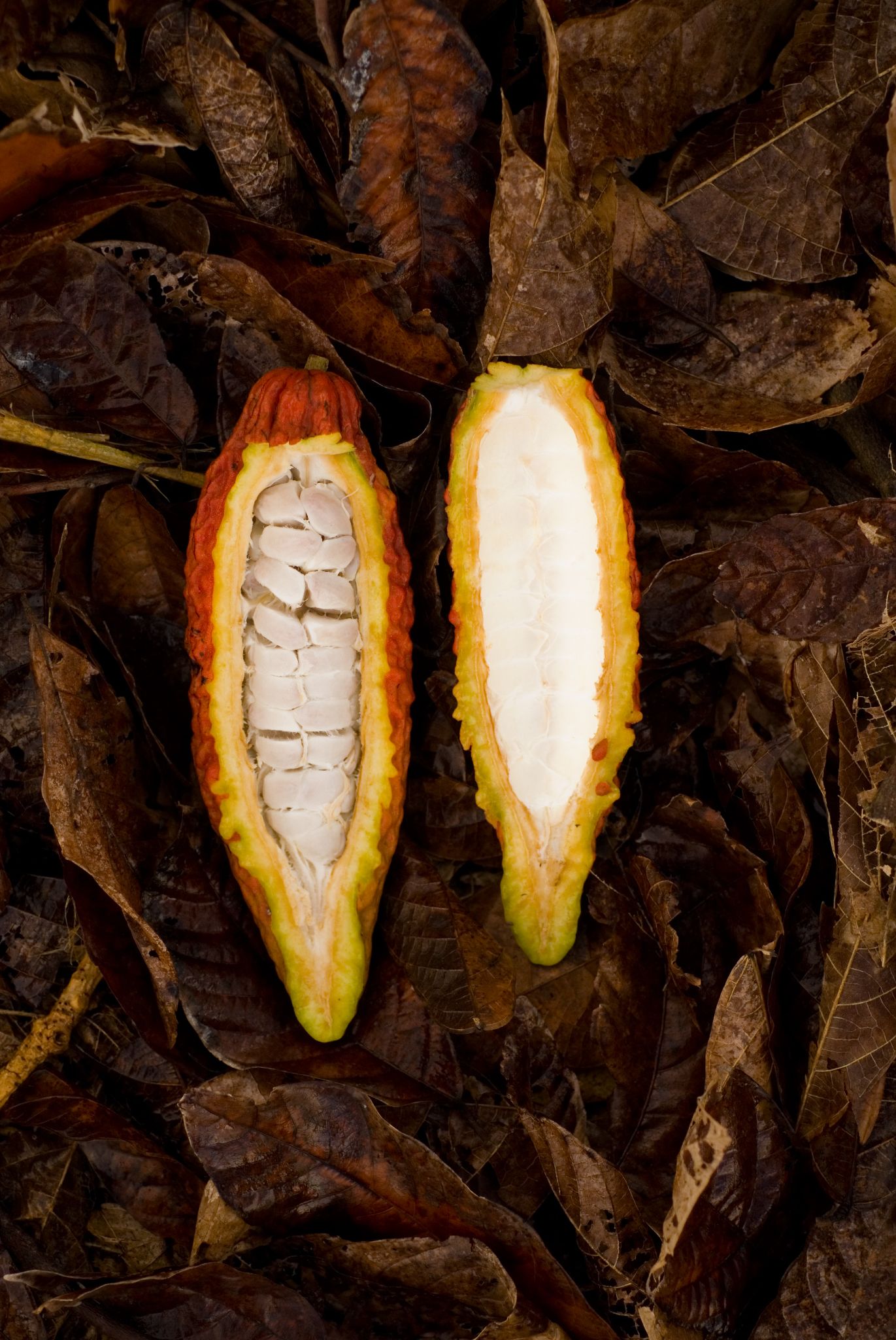 A ripe cocoa pod sliced in half revealing white seeds and pulp resting on dry autumn leaves.