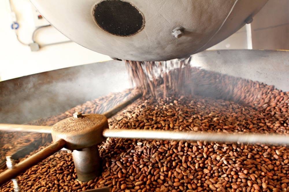 Roasted cocoa beans pouring into a large cooling tray inside an industrial roasting machine.